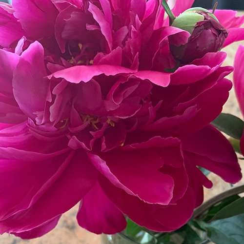 flowers-garden-1