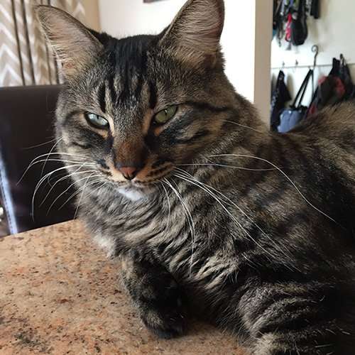 kitty-2