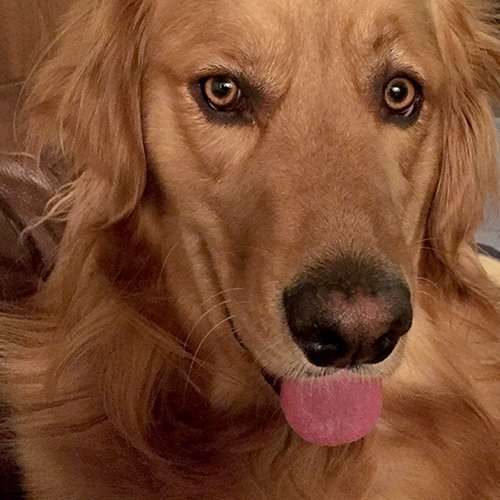 ozzy-dog-2